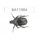 Cetoniidae sp. China,  Guizhou, Qiandongnan, Rongjiang county.1Pcs. BA11904.