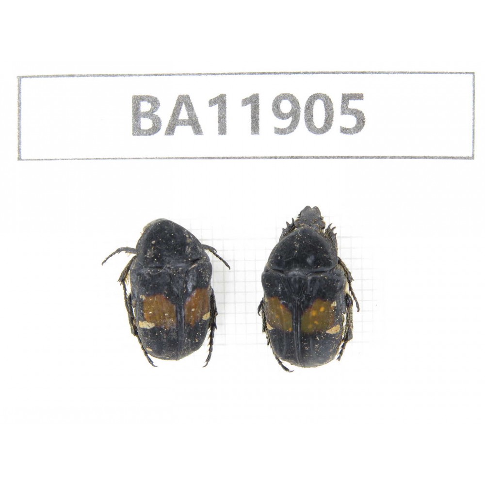 Cetoniidae sp. China,  Guizhou, Qiandongnan, Rongjiang county.2Pcs. BA11905.
