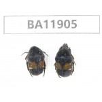 Cetoniidae sp. China,  Guizhou, Qiandongnan, Rongjiang county.2Pcs. BA11905.