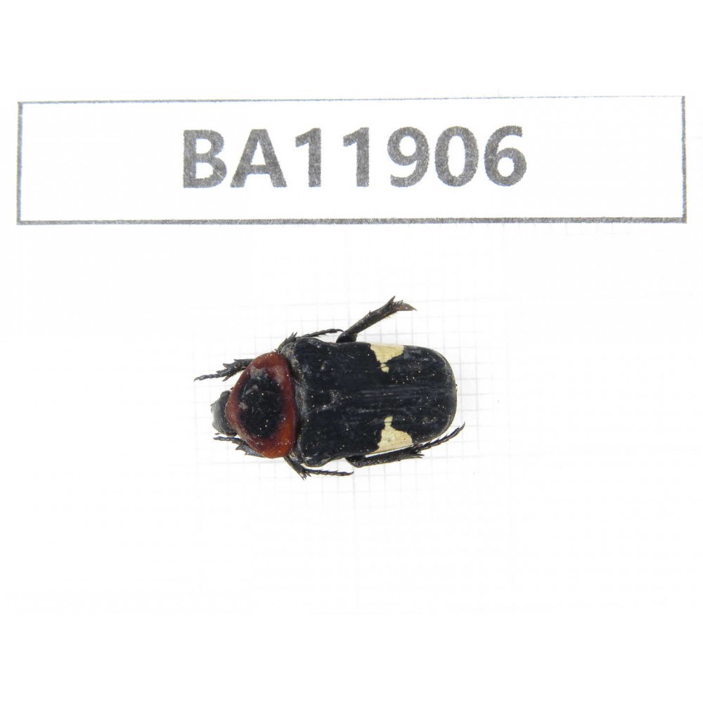 Cetoniidae sp. China,  Guizhou, Qiandongnan, Rongjiang county.1Pcs. BA11906.