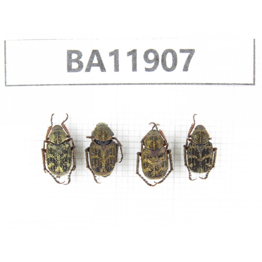 Cetoniidae sp. China,  Guizhou, Qiandongnan, Rongjiang county.4Pcs. BA11907.