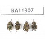Cetoniidae sp. China,  Guizhou, Qiandongnan, Rongjiang county.4Pcs. BA11907.