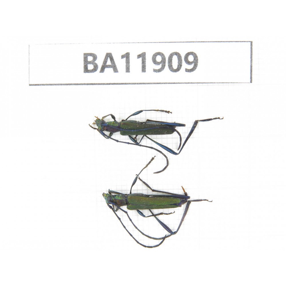 Cerambycidae sp. China, Guizhou, Qiandongnan, Rongjiang county. 2Pcs. BA11909.