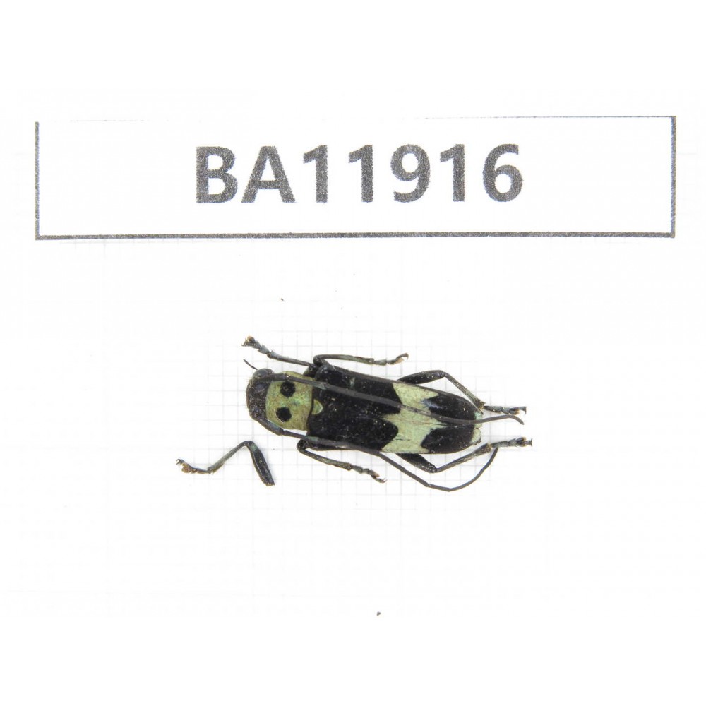 Cerambycidae sp. China, Guizhou, Qiandongnan, Rongjiang county. 1Pcs. BA11916.