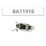 Cerambycidae sp. China, Guizhou, Qiandongnan, Rongjiang county. 1Pcs. BA11916.
