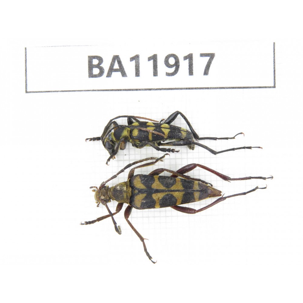 Cerambycidae sp. China, Guizhou, Qiandongnan, Rongjiang county. 2Pcs. BA11917.