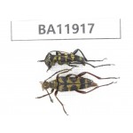 Cerambycidae sp. China, Guizhou, Qiandongnan, Rongjiang county. 2Pcs. BA11917.