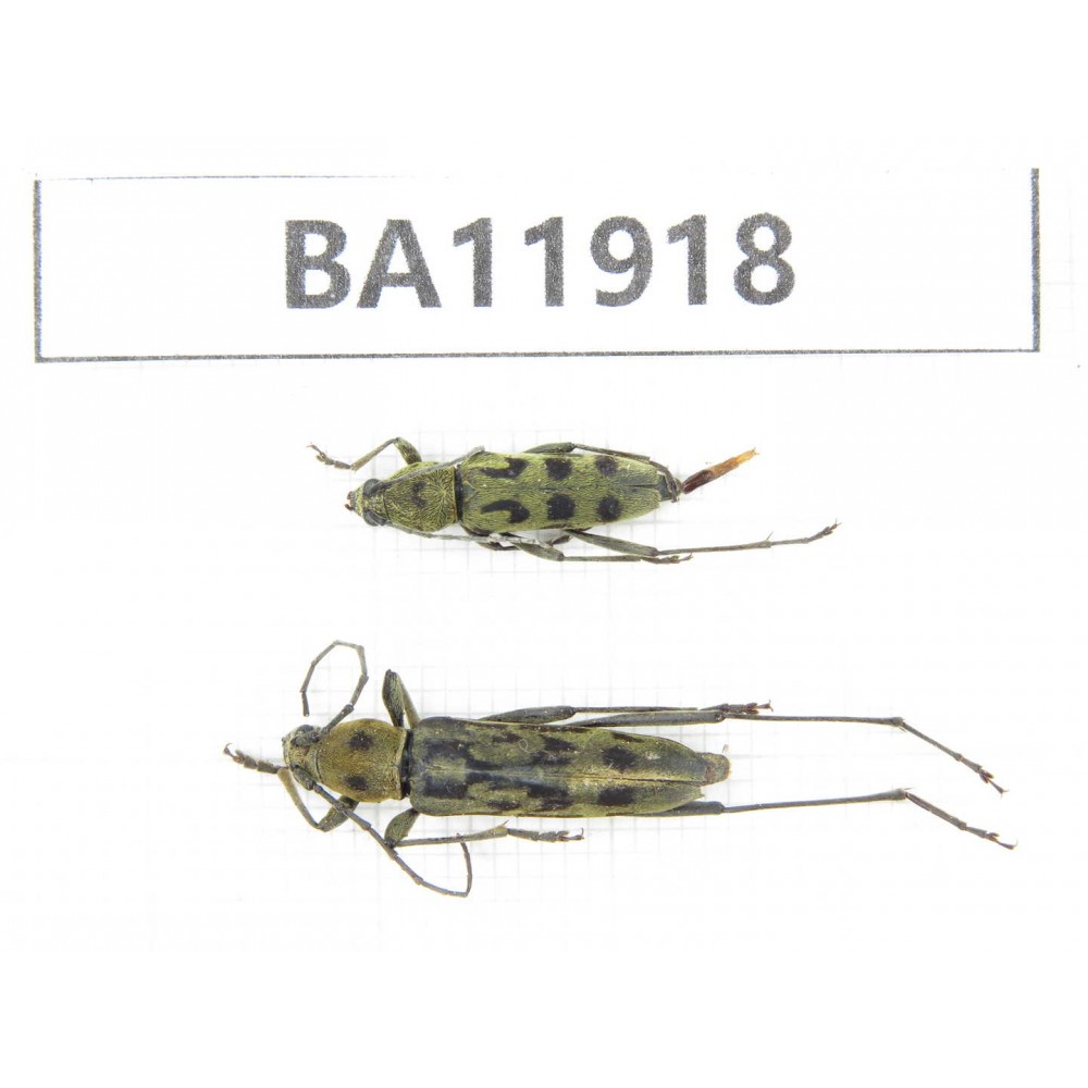 Cerambycidae sp. China, Guizhou, Qiandongnan, Rongjiang county. 2Pcs. BA11918.