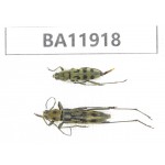 Cerambycidae sp. China, Guizhou, Qiandongnan, Rongjiang county. 2Pcs. BA11918.
