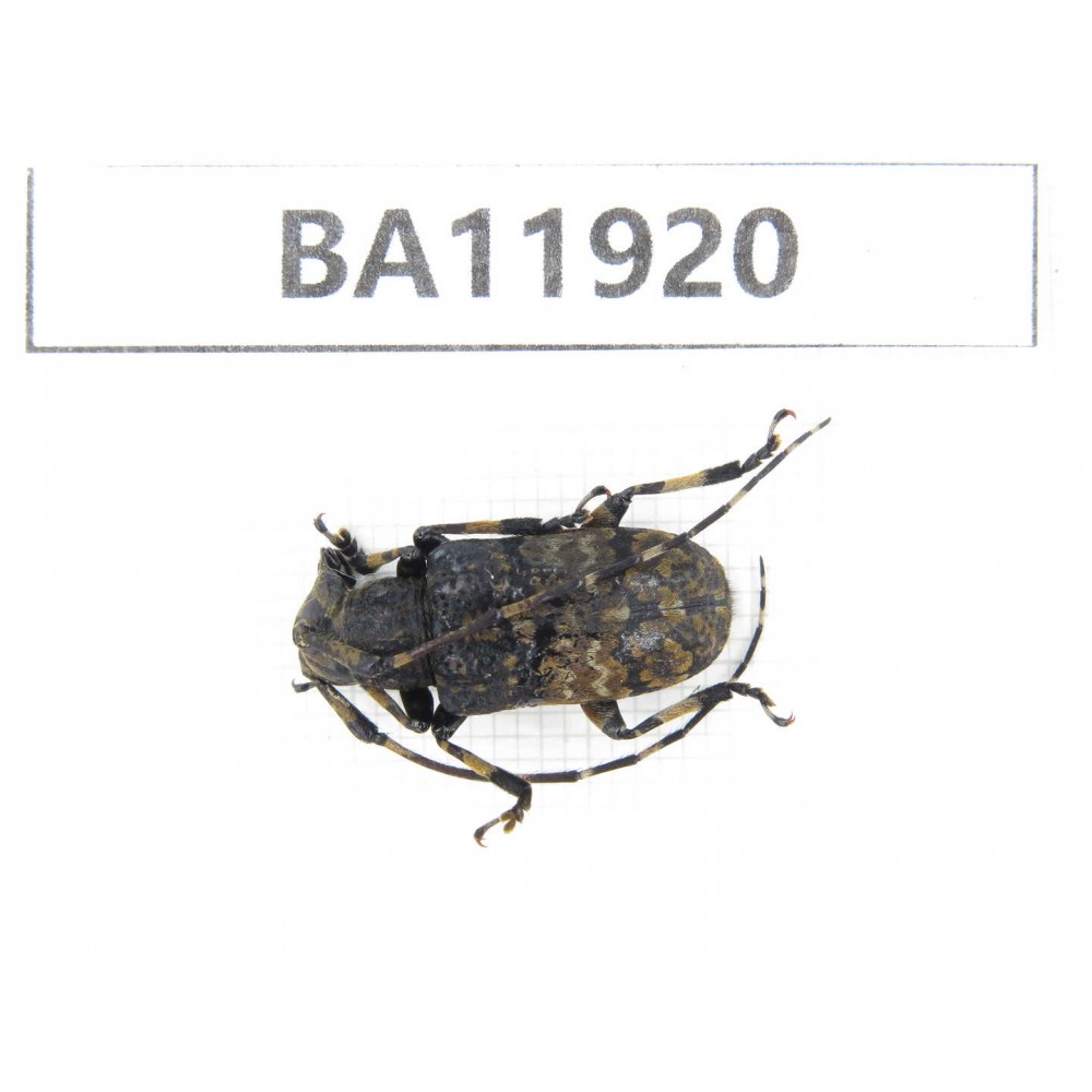 Cerambycidae sp. China, Guizhou, Qiandongnan, Rongjiang county. 1Pcs. BA11920.