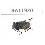 Cerambycidae sp. China, Guizhou, Qiandongnan, Rongjiang county. 1Pcs. BA11920.