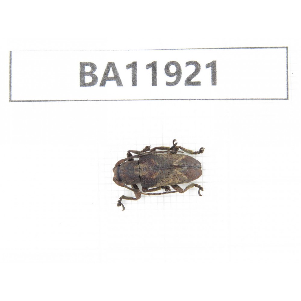 Cerambycidae sp. China, Guizhou, Qiandongnan, Rongjiang county. 1Pcs. BA11921.