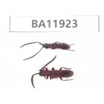 Cerambycidae sp. China, Guizhou, Qiandongnan, Rongjiang county. 2Pcs. BA11923.