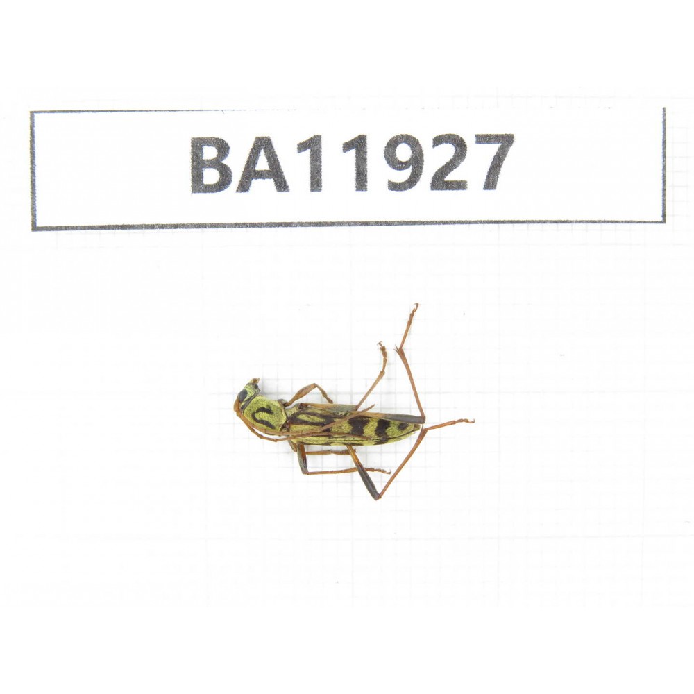 Cerambycidae sp. China, Guizhou, Qiandongnan, Rongjiang county. 1Pcs. BA11927.