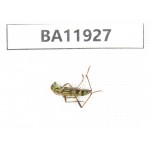 Cerambycidae sp. China, Guizhou, Qiandongnan, Rongjiang county. 1Pcs. BA11927.