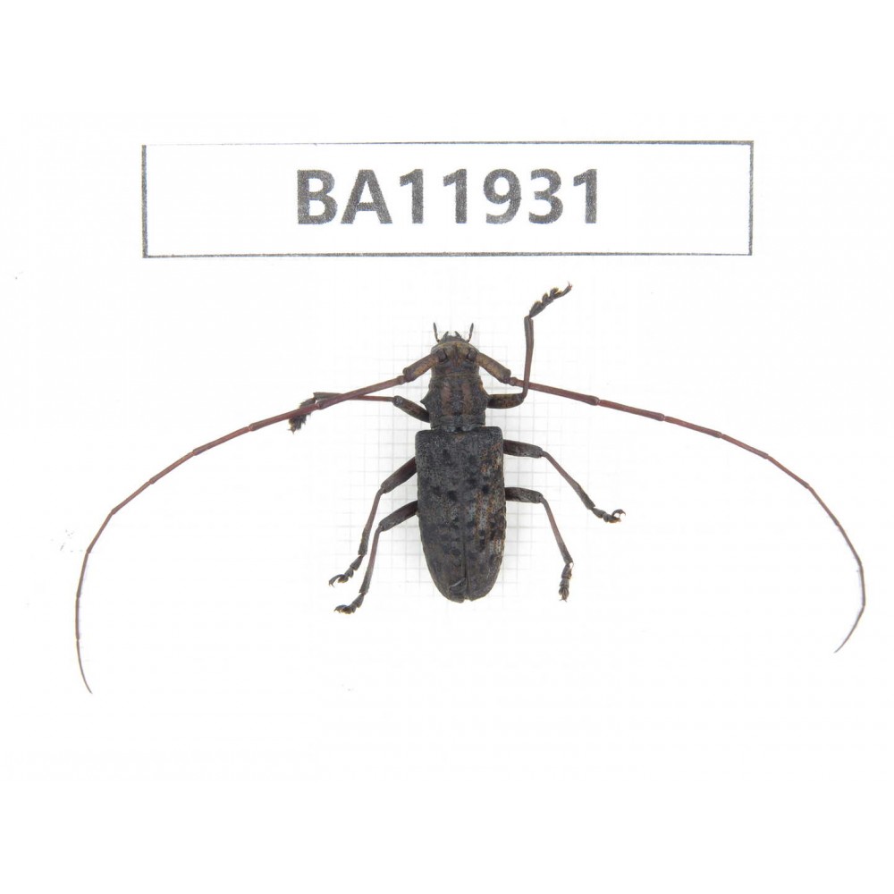 Cerambycidae sp. China, Guizhou, Qiandongnan, Rongjiang county. 1Pcs. BA11931.