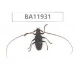 Cerambycidae sp. China, Guizhou, Qiandongnan, Rongjiang county. 1Pcs. BA11931.