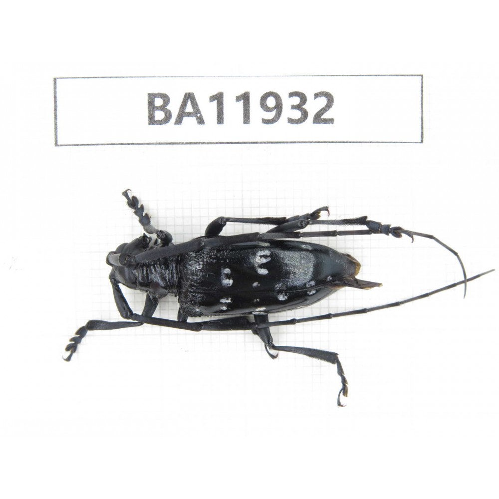 Cerambycidae sp. China, Guizhou, Qiandongnan, Rongjiang county. 1Pcs. BA11932.