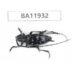 Cerambycidae sp. China, Guizhou, Qiandongnan, Rongjiang county. 1Pcs. BA11932.