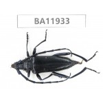 Cerambycidae sp. China, Guizhou, Qiandongnan, Rongjiang county. 1F. BA11933.