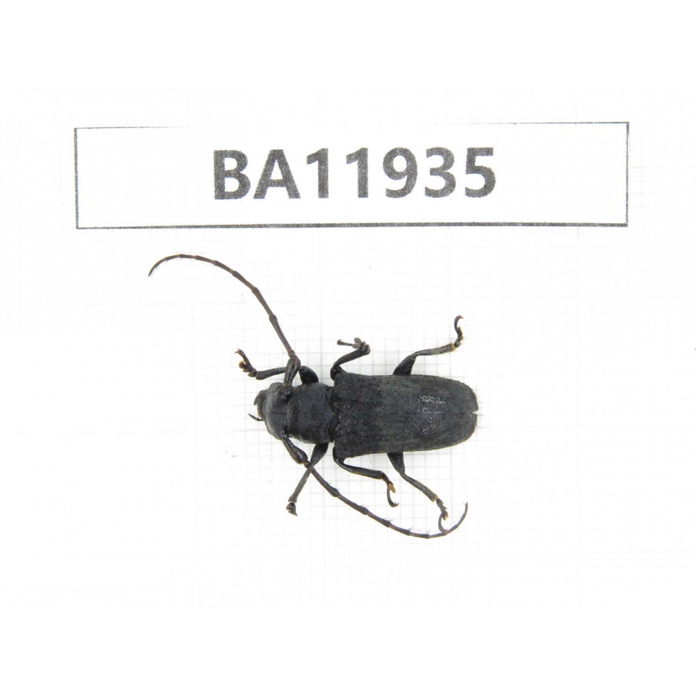 Cerambycidae sp. China, Guizhou, Qiandongnan, Rongjiang county. 1Pcs. BA11935.