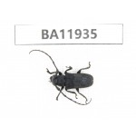 Cerambycidae sp. China, Guizhou, Qiandongnan, Rongjiang county. 1Pcs. BA11935.