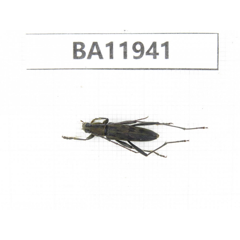 Cerambycidae sp. China, Guizhou, Qiandongnan, Rongjiang county. 1Pcs. BA11941.