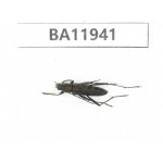 Cerambycidae sp. China, Guizhou, Qiandongnan, Rongjiang county. 1Pcs. BA11941.