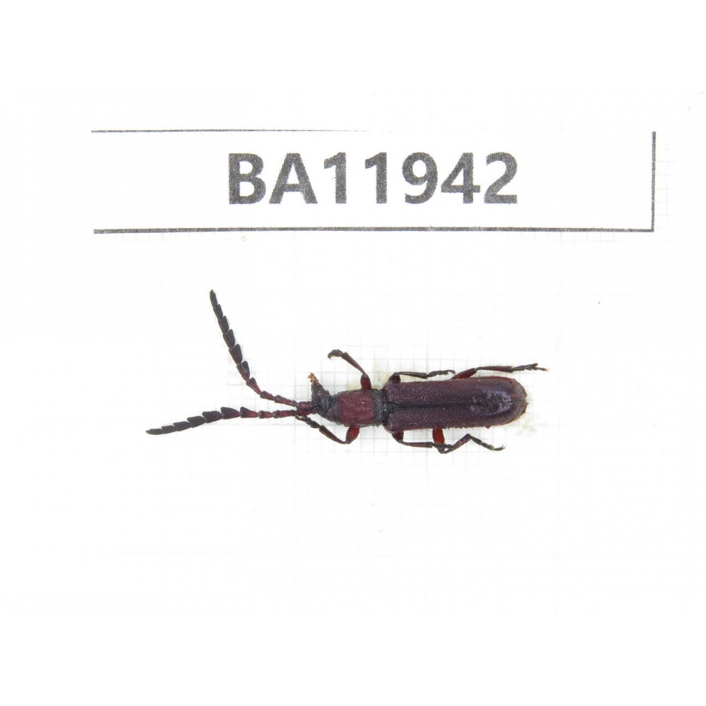 Cerambycidae sp. China, Guizhou, Qiandongnan, Rongjiang county. 1Pcs. BA11942.