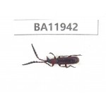 Cerambycidae sp. China, Guizhou, Qiandongnan, Rongjiang county. 1Pcs. BA11942.