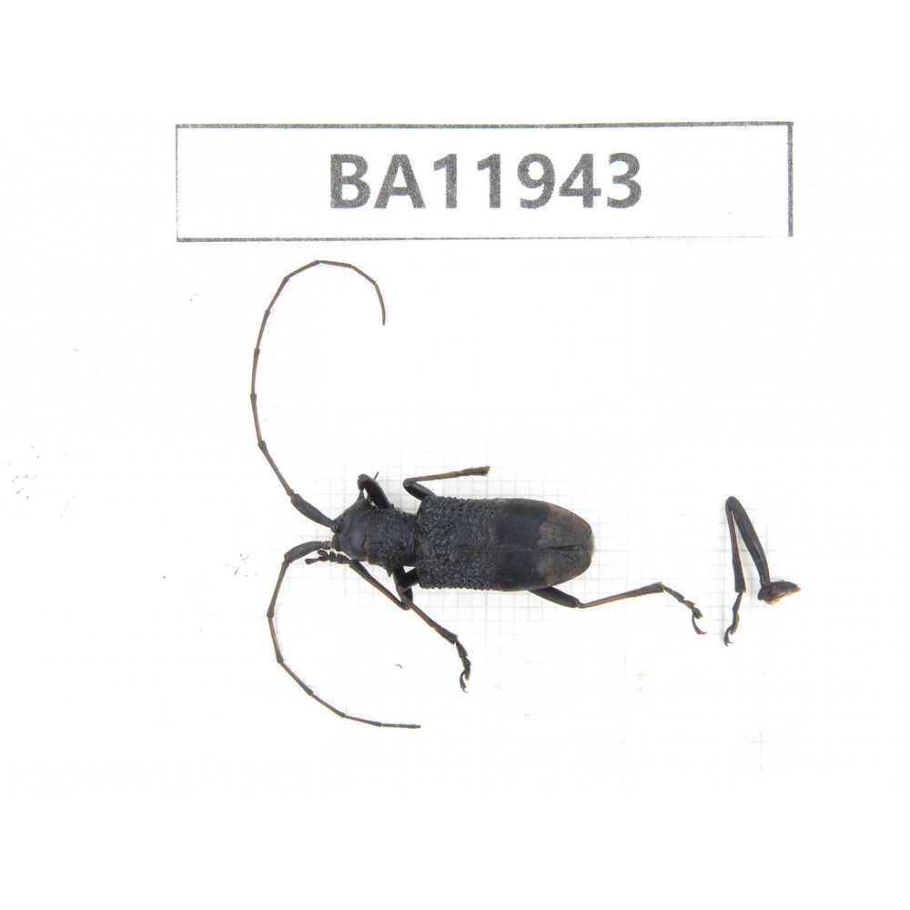 Cerambycidae sp. China, Guizhou, Qiandongnan, Rongjiang county. 1Pcs. BA11943.