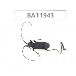 Cerambycidae sp. China, Guizhou, Qiandongnan, Rongjiang county. 1Pcs. BA11943.