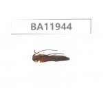 Cerambycidae sp. China, Guizhou, Qiandongnan, Rongjiang county. 1Pcs. BA11944.
