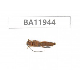 Cerambycidae sp. China, Guizhou, Qiandongnan, Rongjiang county. 1Pcs. BA11944.