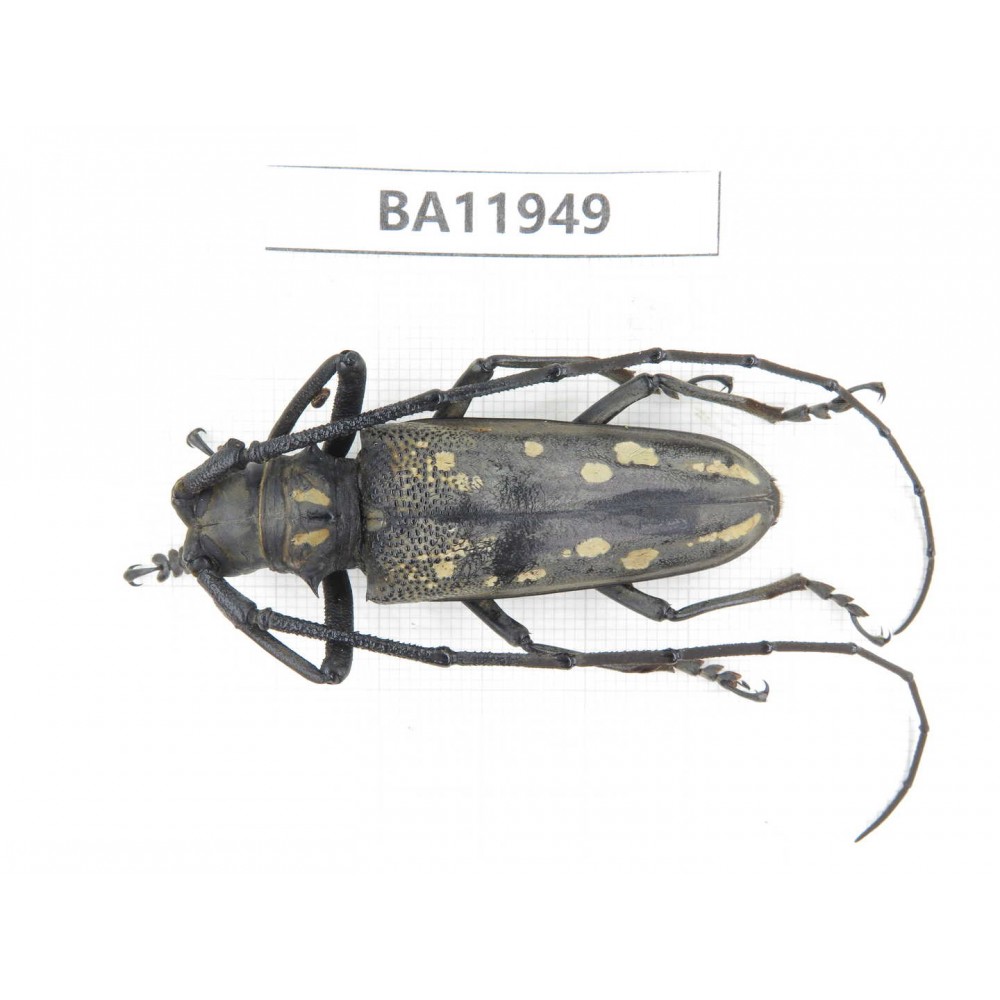 Cerambycidae sp. China, Guizhou, Qiandongnan, Rongjiang county. 1M. BA11949.