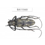Cerambycidae sp. China, Guizhou, Qiandongnan, Rongjiang county. 1M. BA11949.