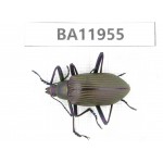 Carabidae sp. China,  Guizhou, Qiandongnan, Rongjiang county. 1Pcs. BA11955.