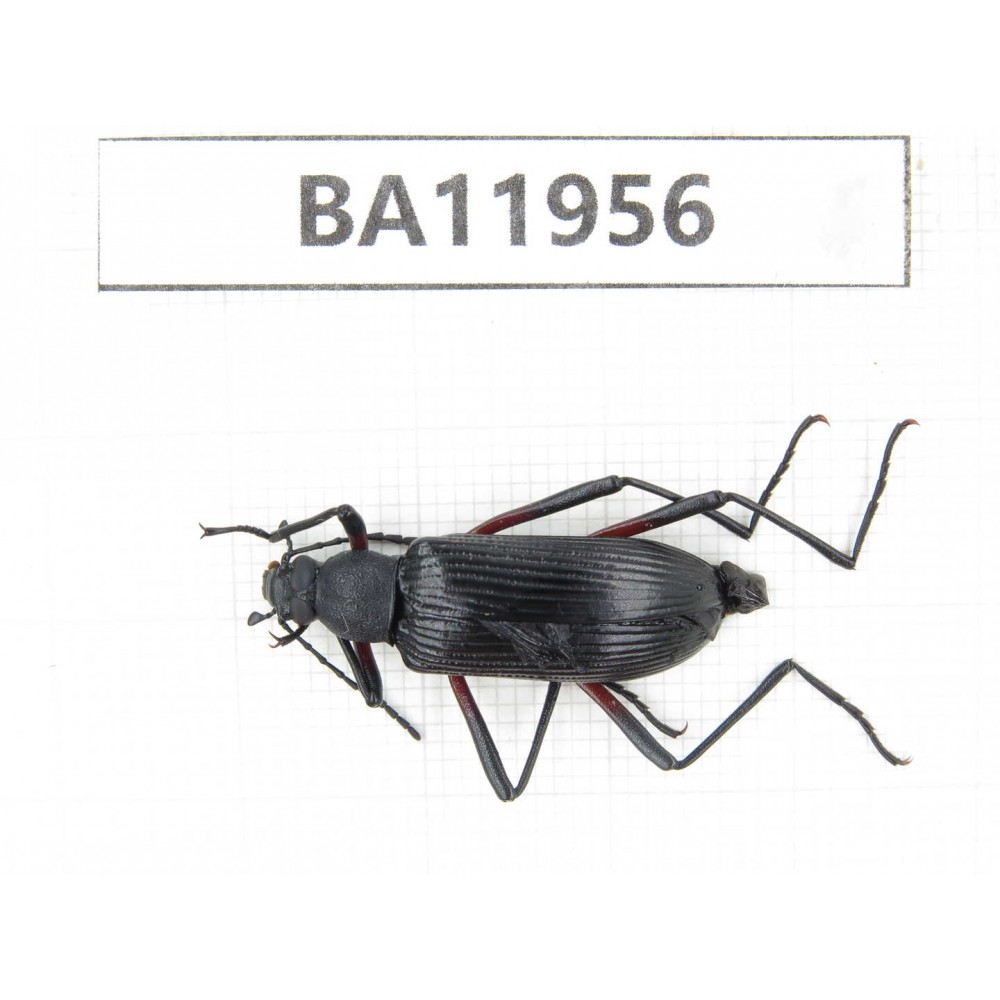 Carabidae sp. China,  Guizhou, Qiandongnan, Rongjiang county. 1Pcs. BA11956.