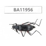 Carabidae sp. China,  Guizhou, Qiandongnan, Rongjiang county. 1Pcs. BA11956.