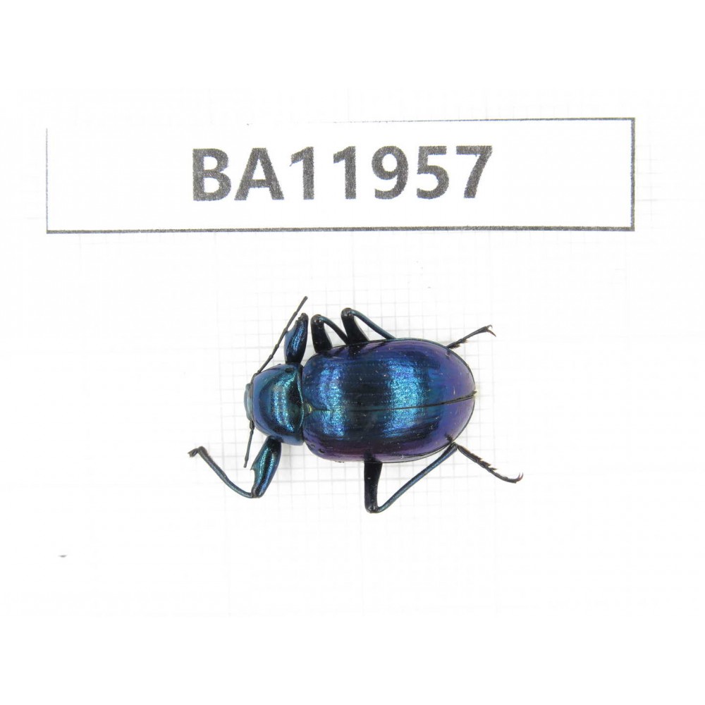 Carabidae sp. China,  Guizhou, Qiandongnan, Rongjiang county. 1Pcs. BA11957.