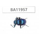 Carabidae sp. China,  Guizhou, Qiandongnan, Rongjiang county. 1Pcs. BA11957.