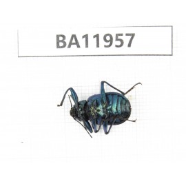 Carabidae sp. China,  Guizhou, Qiandongnan, Rongjiang county. 1Pcs. BA11957.