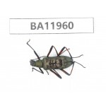 Carabidae sp. China,  Guizhou, Qiandongnan, Rongjiang county. 1Pcs. BA11960.
