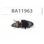 Carabidae sp. China,  Guizhou, Qiandongnan, Rongjiang county. 1Pcs. BA11963.