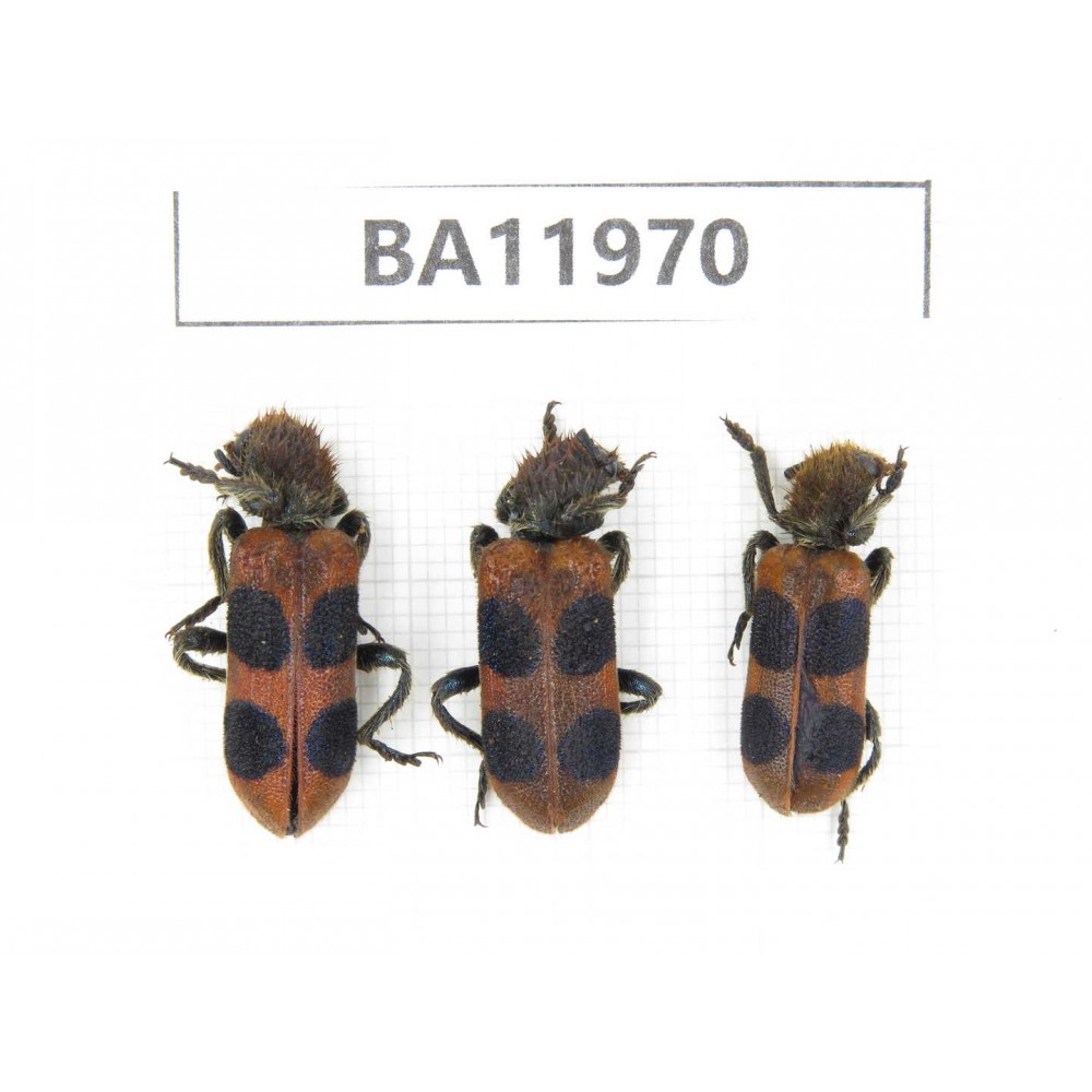 Coleoptera sp. China, Guizhou, Qiandongnan, Rongjiang county. 3Pcs. BA11970.