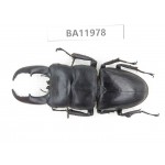Dorcus titanus ssp. China, Guizhou, Qiandongnan, Rongjiang county. 1M. BA11978.