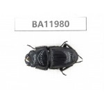 Dorcus sp. China, Guizhou, Qiandongnan, Rongjiang county. 1M. BA11980.