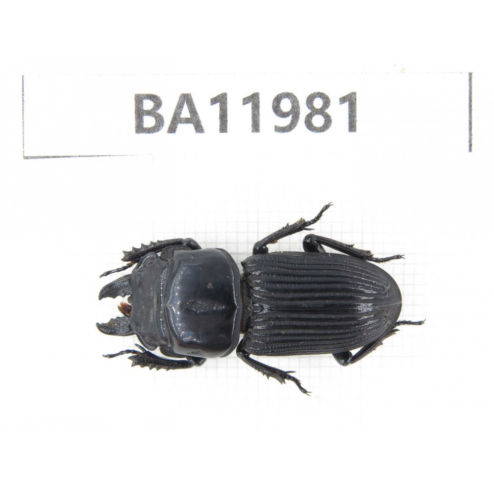 Nigidius sp. China, Guizhou, Qiandongnan, Rongjiang county. 1M. BA11981.