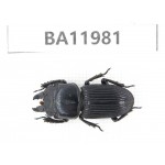 Nigidius sp. China, Guizhou, Qiandongnan, Rongjiang county. 1M. BA11981.