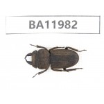 Dorcus sp. China, Guizhou, Qiandongnan, Rongjiang county. 1M. BA11982.
